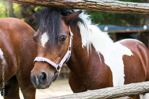 Fototapeta Naklejka Na Ścianę i Meble -  Portrait of a pony close up