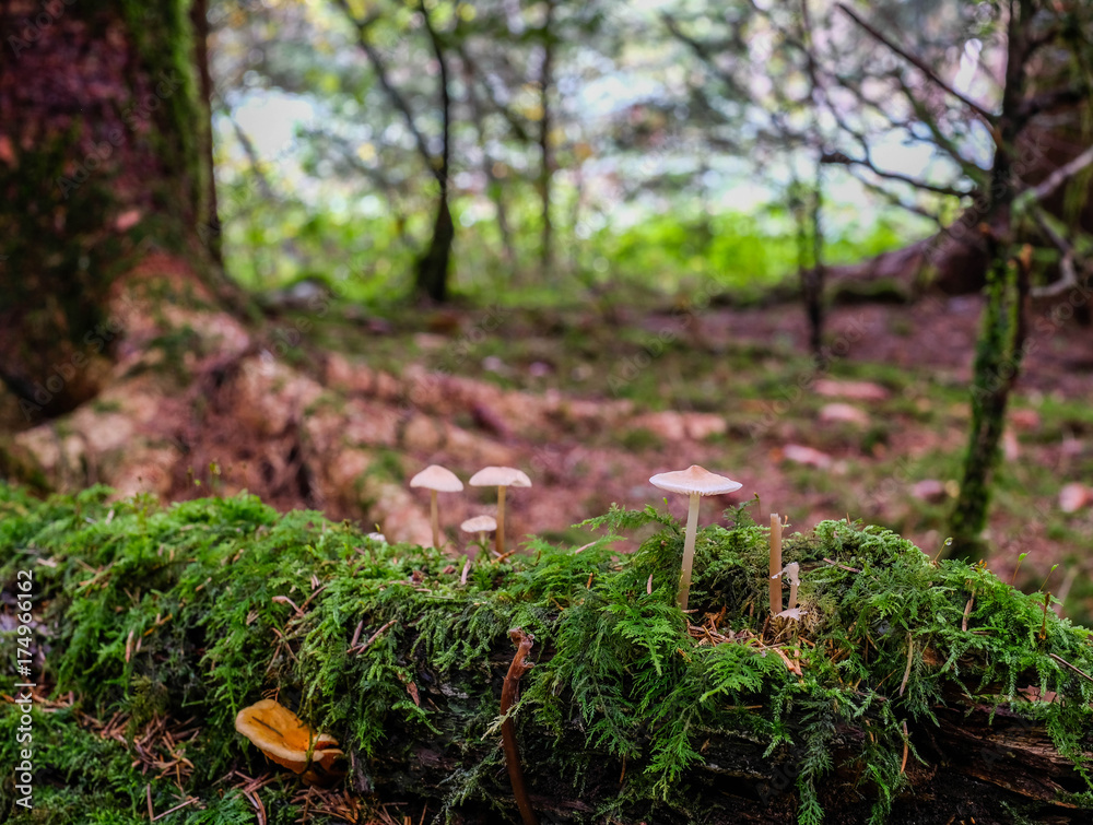 Kleine Pilze im Märchenwald Kleine Pilze im Märchenwald