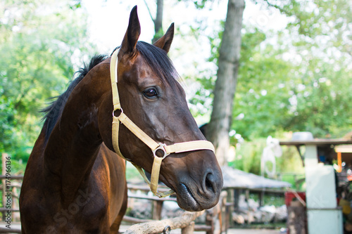 Fototapeta Naklejka Na Ścianę i Meble -  Portrait of a horse close up