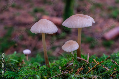 Kleine Pilze im Märchenwald