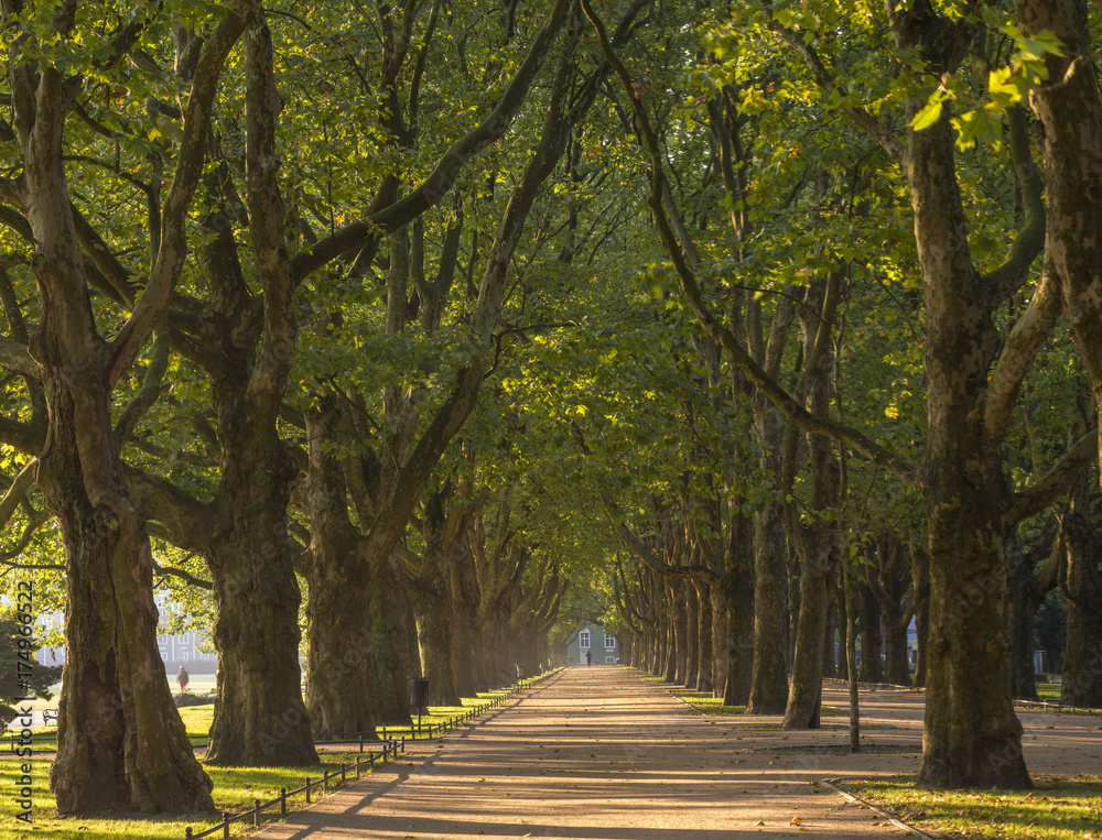 Fototapeta premium jesienny park