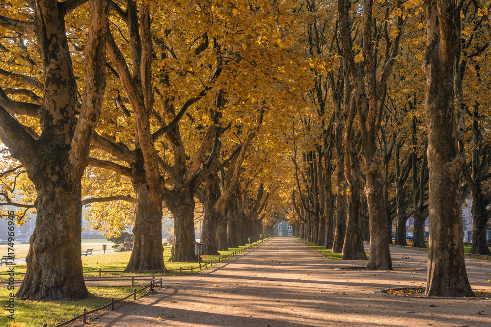 Naklejka premium jesienny park