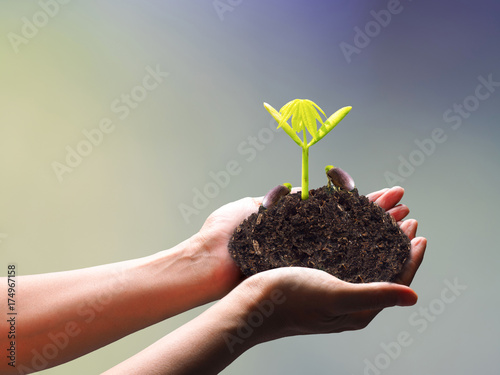 human hands holding fresh seedling on blur background