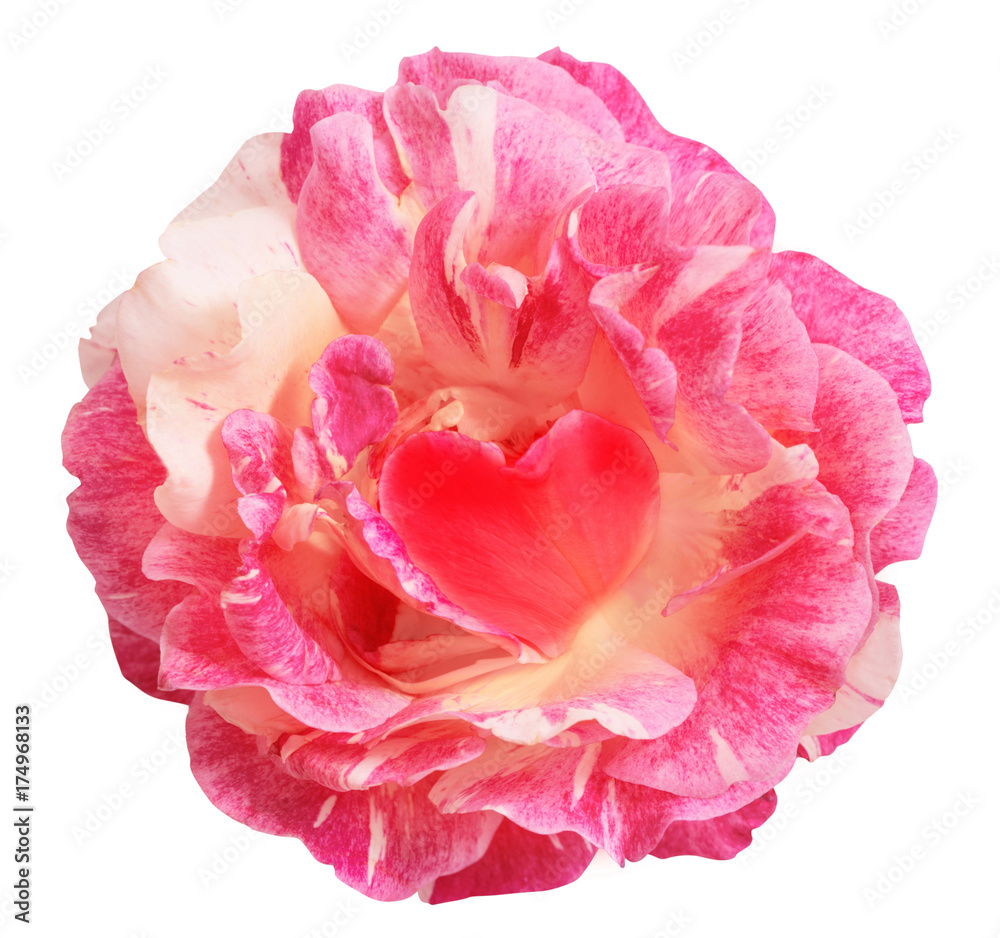 pink rose isolated on white background
