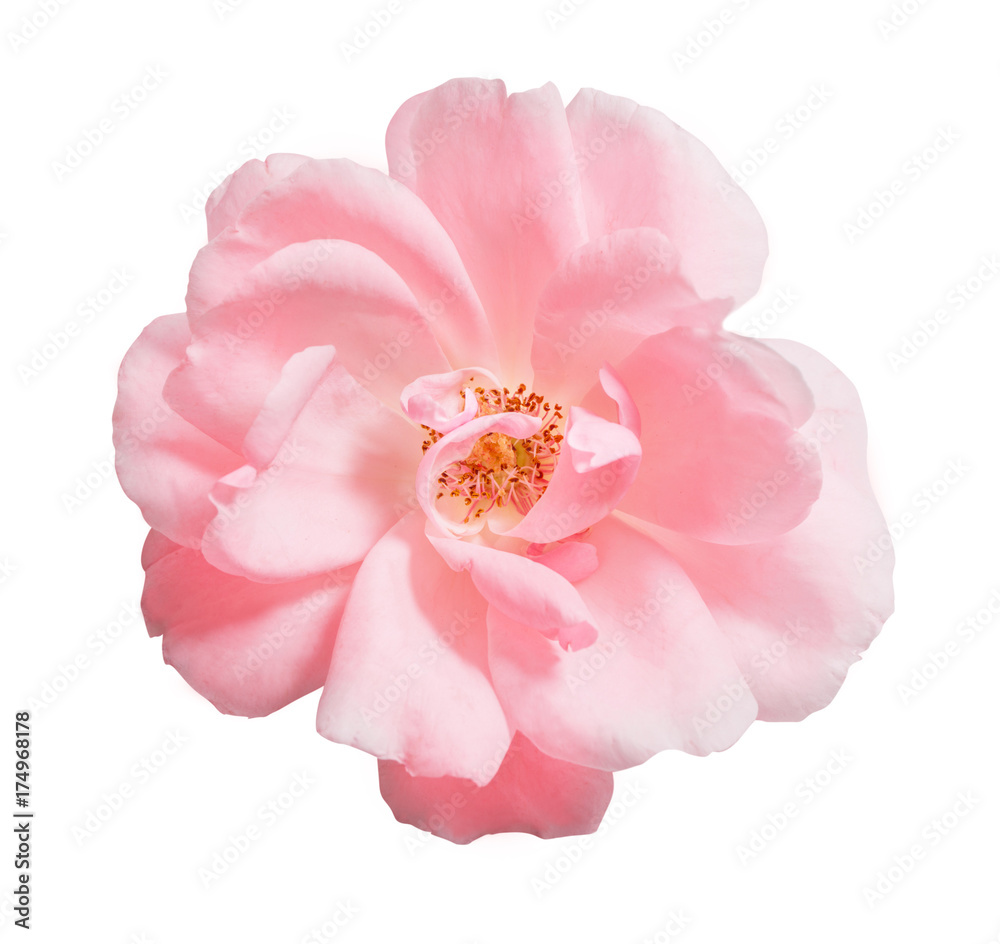 Naklejka premium pink rose isolated on white background