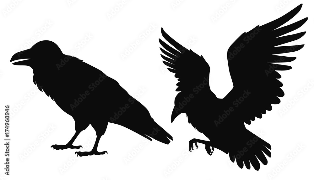 Vector isolated silhouettes of a sitting and flying ravens, crows. Black outline illustration of birds