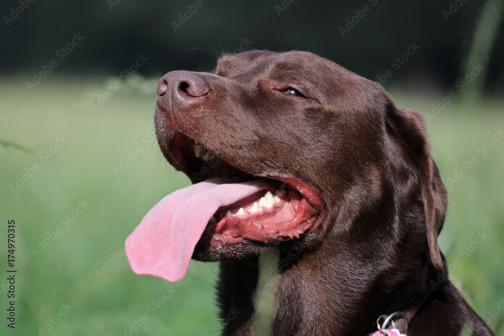Dog Labrador