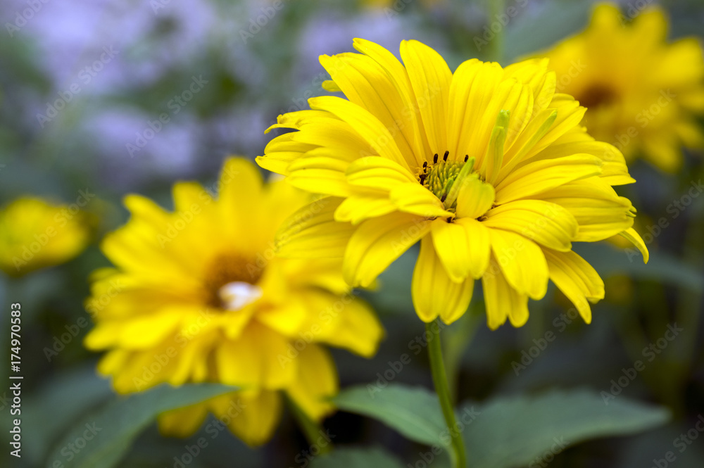 Heliopsis helianthoides yellow high garden ornamental flowers in bloom Heliopsis helianthoides yellow high garden ornamental flowers in bloom