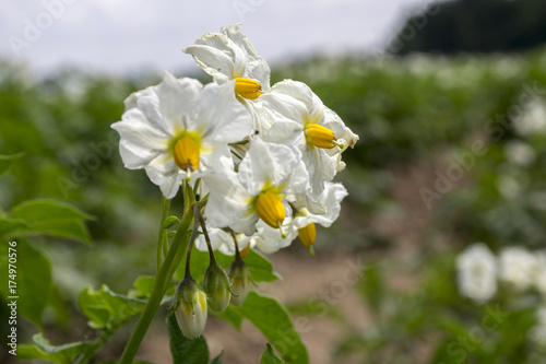 Solanum tuberosum in bloom, potatoes blooming plant