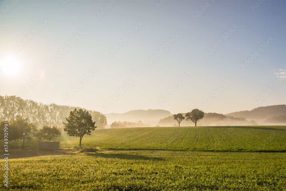 Obraz premium Baum im Nebel
