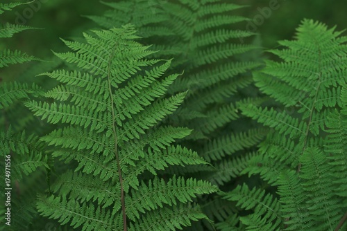 Beautiful fern dedicated focus on blurred background of green foliage in sunlight. Wonderful natural texture floral leaf