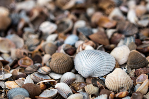 closup of shell at beach