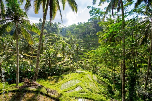Fototapeta Naklejka Na Ścianę i Meble -  Rice terraces in Tagallalang - Bali, Indonesia.
