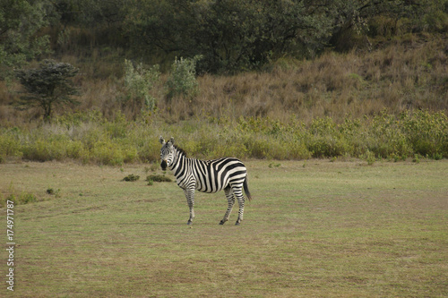 Curious Zebra II