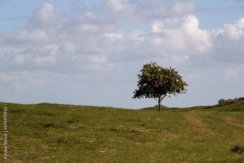 Lonely tree in nature park Oranjezon near Vrouwenpolder, Walcheren, Netherlands Lonely tree in nature park Oranjezon near Vrouwenpolder, Walcheren, Netherlands