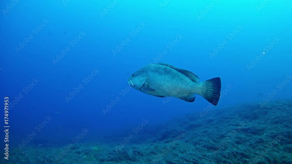 Scuba diving - Grouper fish swimming 