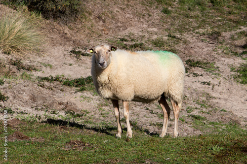 sheep grazing in nature reserve Oranjezon, Walcheren, Zeeland, Netherlands