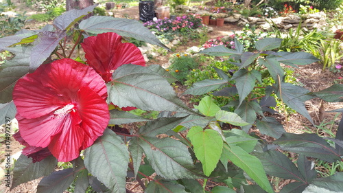Hibiscus