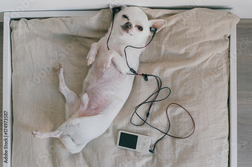 Little chihuahua puppy lying on back at soft dog bed with pillows at home. Cute pet relaxing on lounger. Listen to music. Dog with headphones in ears. Joy of life. Happy with pleasure. Quality sound. photo