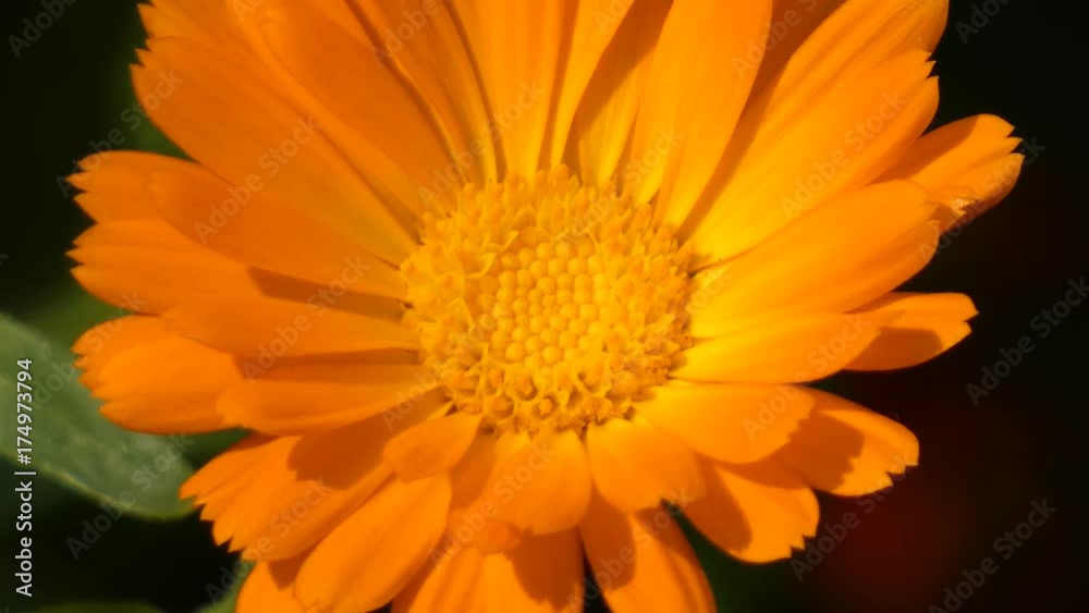 Marigold (Calendula Officinalis) Disk Sway In the Wind Marigold (Calendula Officinalis) Disk Sway In the Wind