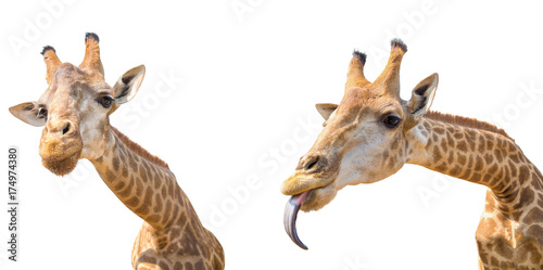 Fototapeta Naklejka Na Ścianę i Meble -  lovely giraffe head isolated on white