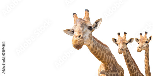 lovely giraffe head isolated on white