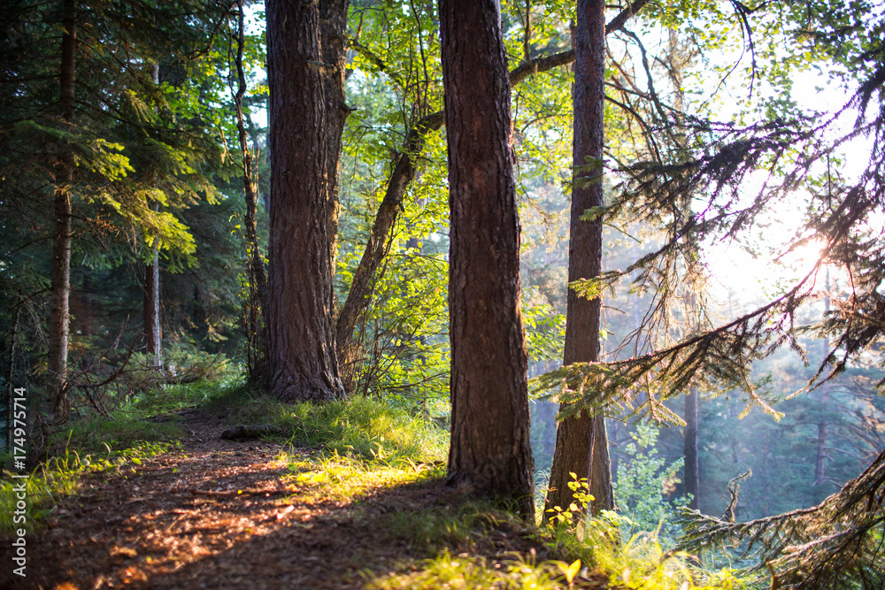 Coniferous forest at dawn Coniferous forest at dawn