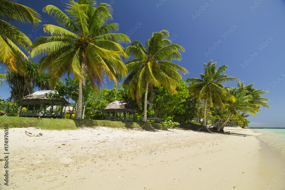 green coconut palm tree leaves above crystal blue sea green coconut palm tree leaves above crystal blue sea