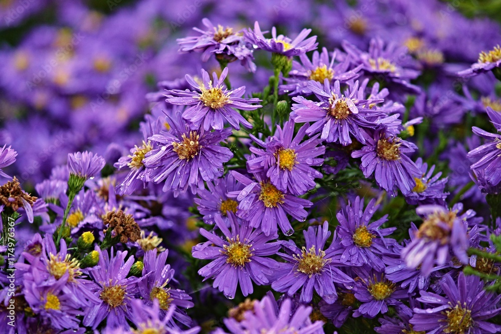Obraz premium Herbstastern im Regen