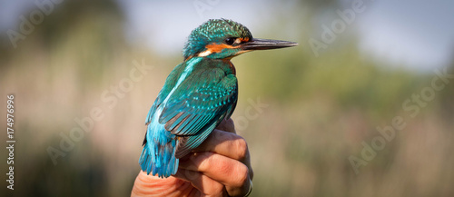 kingfisher photo