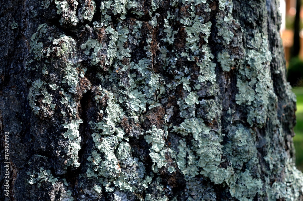 The skin of the tree. Unique nature. The skin of the tree. Unique nature.