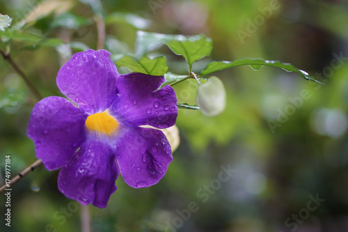 King s mantle purple yellow flower rain drop