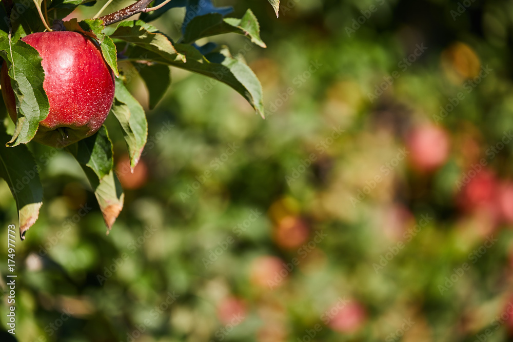 Apple Orchard Apple Orchard