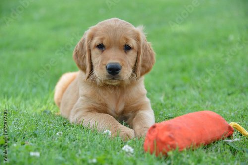 Golden Retriever Puppy with a throw 