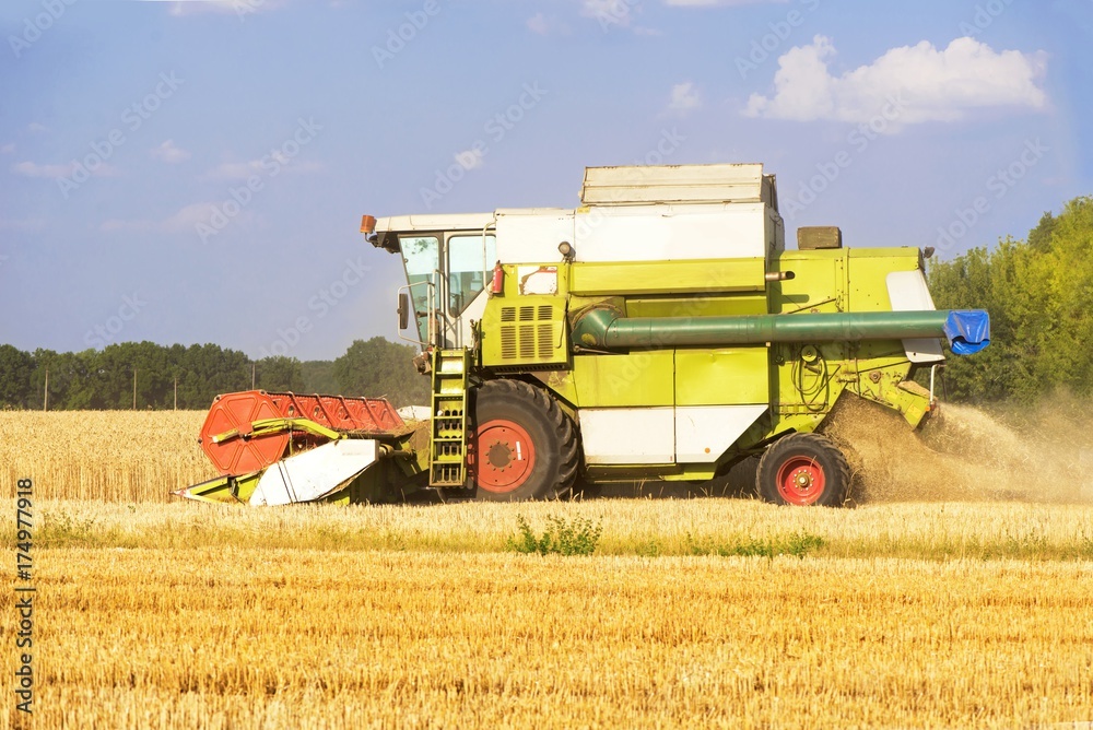 Fototapeta premium Harvester machine to harvest wheat field working