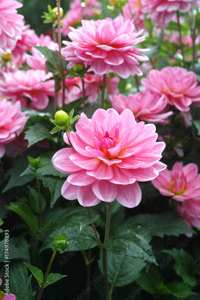 Pink rose dahlia flower, Beautiful bouquet or decoration from the garden Pink rose dahlia flower, Beautiful bouquet or decoration from the garden