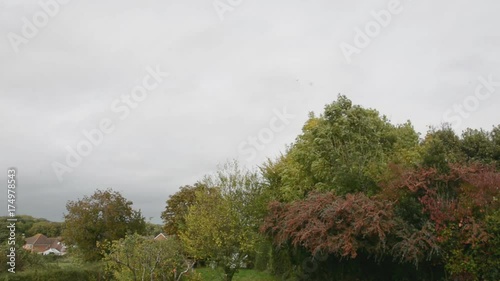 The sound of strong wind and rooks in the trees in early Autumn, Fall.
