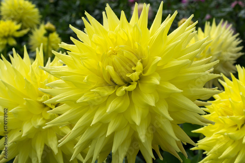 Fototapeta Naklejka Na Ścianę i Meble -  Yellow dahlia flower, beatyful bouquet or decoration from the garden