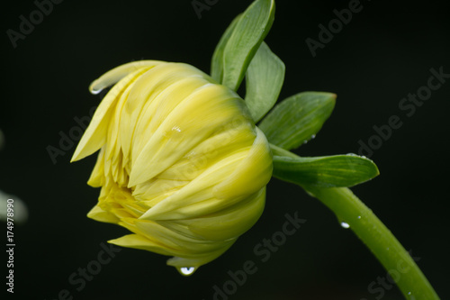 Yellow dahlia flower, beatyful bouquet or decoration from the garden