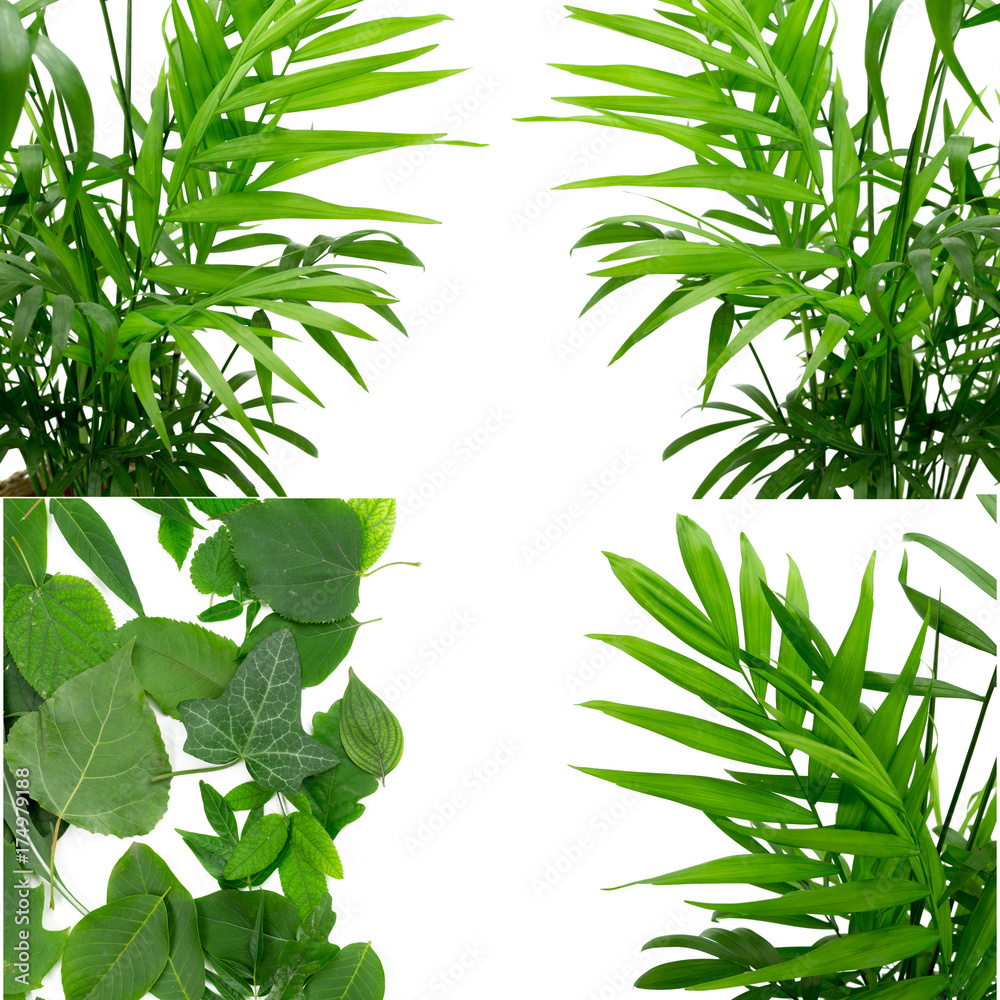 Obraz premium Leaves on white background