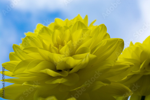 Fototapeta Naklejka Na Ścianę i Meble -  Yellow dahlia flower, beatyful bouquet or decoration from the garden