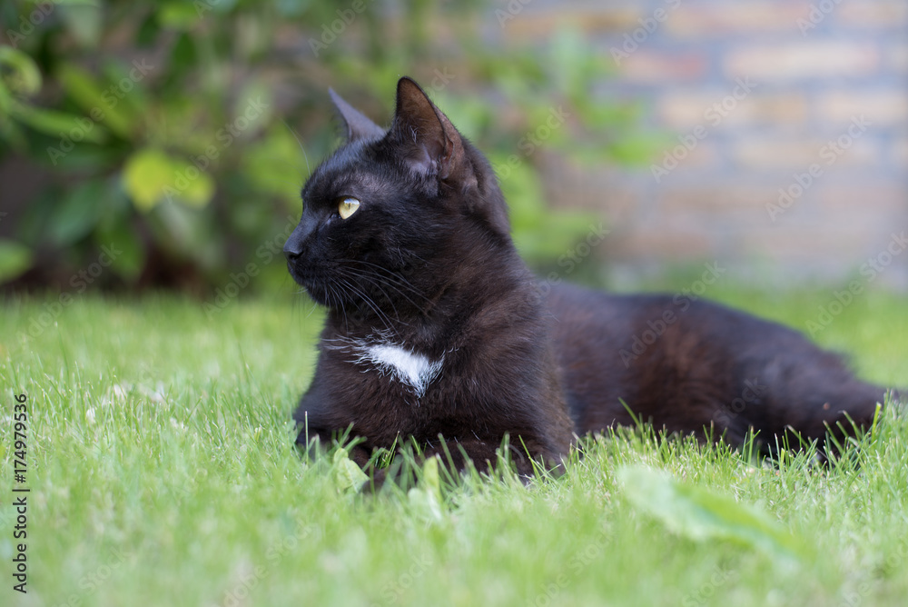 Domestic black cat listening on the grass