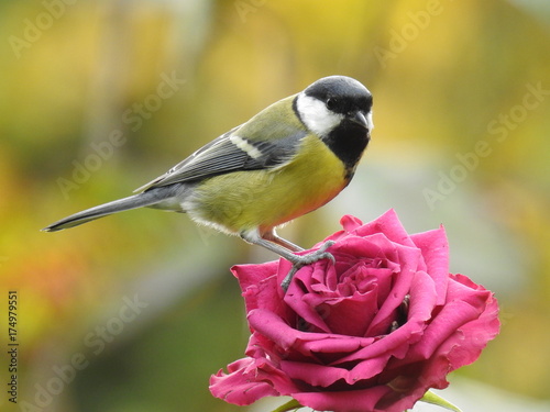 Принти на полотні great tit and a pink rose