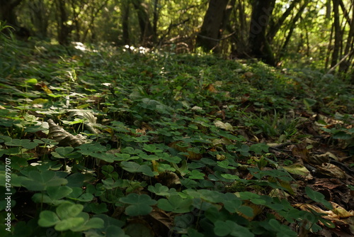 Natural texture of clover in the forest on autumn © taraskobryn