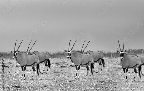 Herd of Gemsbok Oryx standing on the dry Etosha Plains in black & white © paula