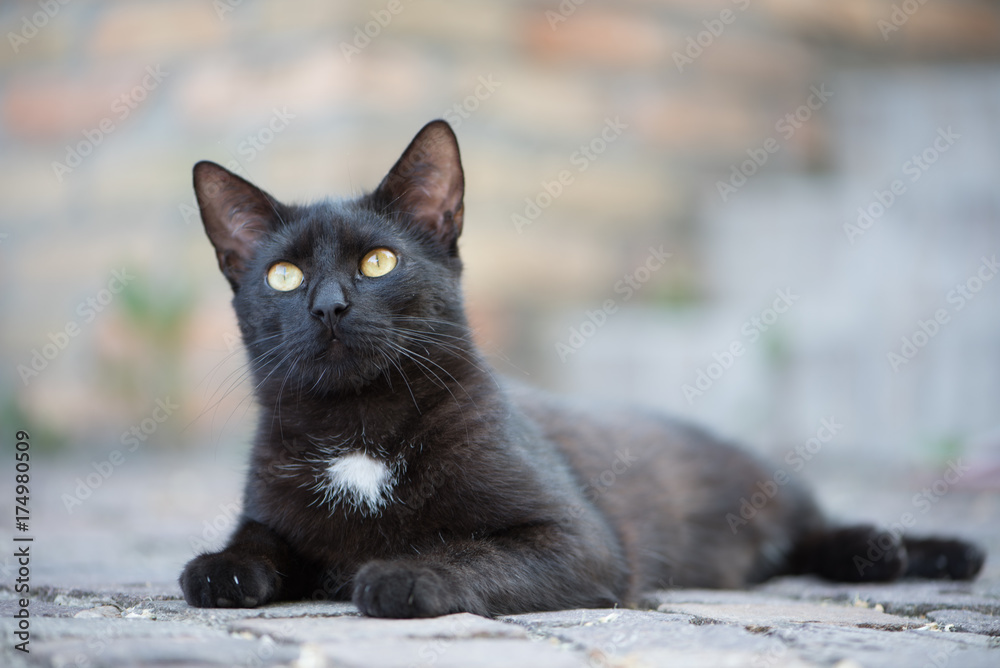 Domestic black cat listening in the stone