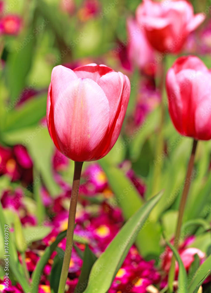 Pink tulip in full bloom against a natural garden background Pink tulip in full bloom against a natural garden background