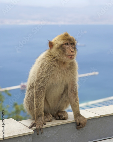 Barbery Monkey sitting on a wall with a seascape background in Gibraltar © paula