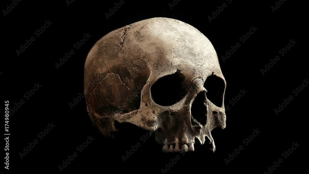 Old Skull Rotating Slowly Loop Old Skull Rotating Slowly Loop