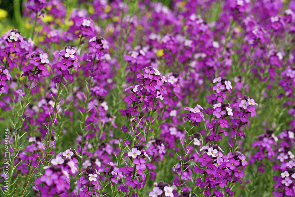 Field of tall purple flowers in full bloom Field of tall purple flowers in full bloom